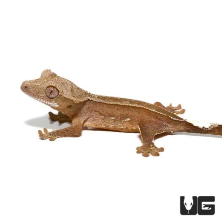 Baby Chocolate Phantom Harlequin Pinstripe Crested Gecko For Sale - Underground Reptiles