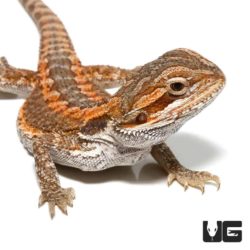 Baby Citrus Bearded Dragon - Underground Reptiles