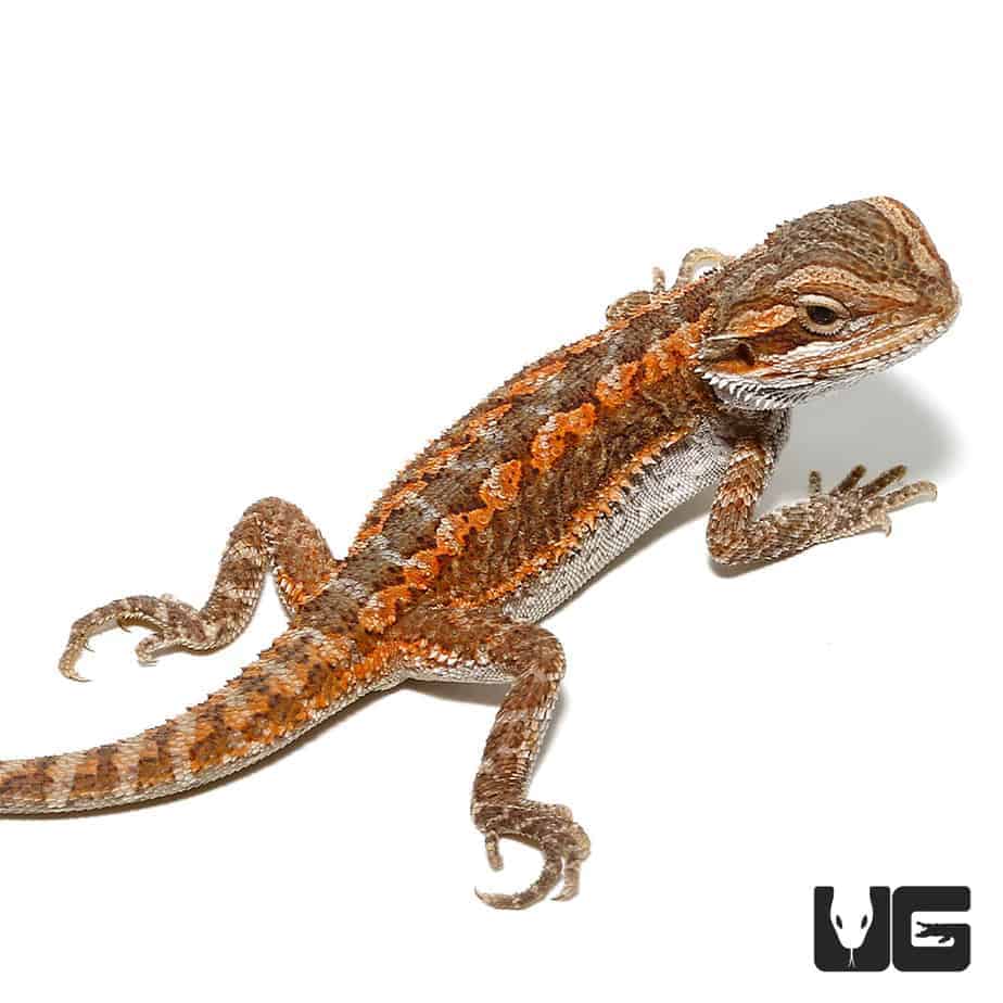 Working Beardies For Sale | lupon.gov.ph