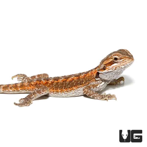 Baby Citrus Bearded Dragons (Pogona vitticeps) For Sale - Underground ...