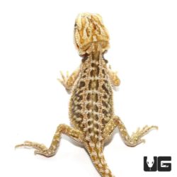 Baby Citrus Dunner Bearded Dragons for sale - Underground Reptiles