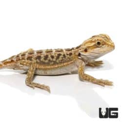 Baby Citrus Dunner Bearded Dragons for sale - Underground Reptiles