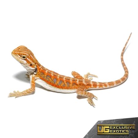 Baby Coral Blue Bar Bearded Dragon - Underground Reptiles