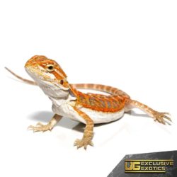 Baby Coral Blue Bar Bearded Dragon - Underground Reptiles