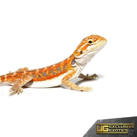 Baby Coral Blue Bar Bearded Dragon - Underground Reptiles