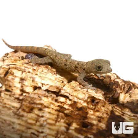 Baby Yellow Headed Dwarf Gecko for sale - Underground Reptiles