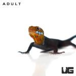 Baby Yellow Headed Dwarf Gecko for sale - Underground Reptiles