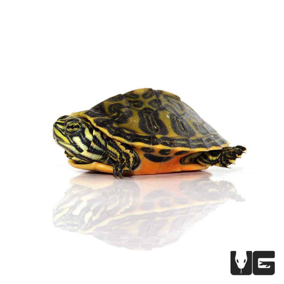 Turtles For Sale - Underground Reptiles