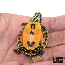 Florida Red Belly Slider Turtles For Sale - Underground Reptiles
