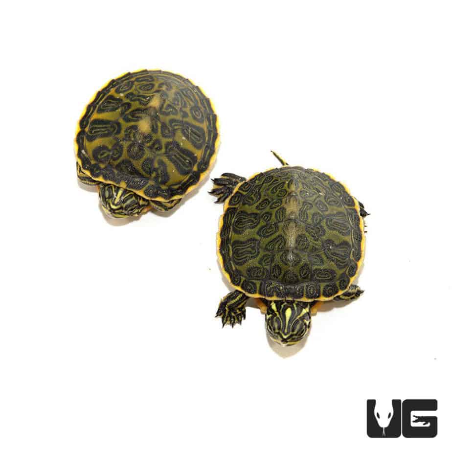 Florida Red Belly Slider Turtles For Sale - Underground Reptiles