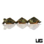 Florida Red Belly Slider Turtles For Sale - Underground Reptiles