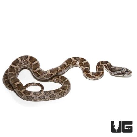 Baby Emoryi Ratsnakes For Sale - Underground Reptiles