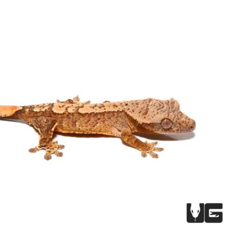 Baby Amber Harlequin Crested Gecko For Sale - Underground Reptiles