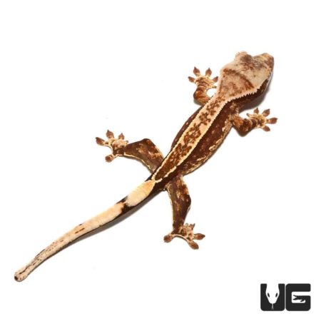 Baby Harlequin Pinstripe White Dot Crested Gecko For Sale - Underground Reptiles