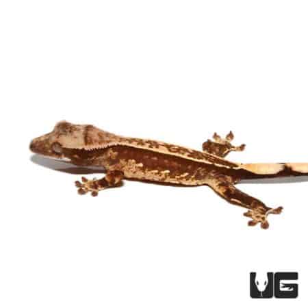 Baby Harlequin Pinstripe White Dot Crested Gecko For Sale - Underground Reptiles