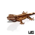 Baby Harlequin Pinstripe White Dot Crested Gecko For Sale - Underground Reptiles