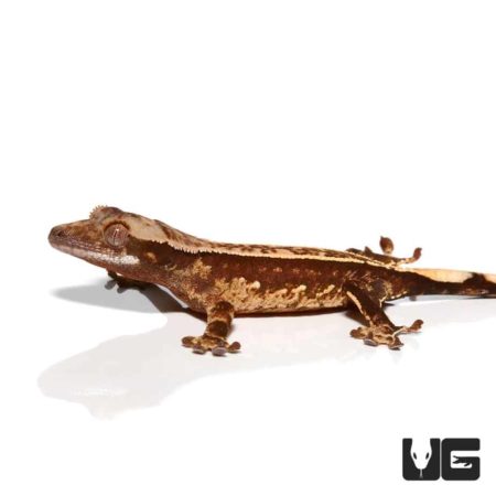 Baby Harlequin Pinstripe White Dot Crested Gecko For Sale - Underground Reptiles