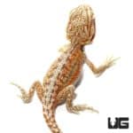 Baby Hypo Inferno Dunner Bearded Dragons for sale - Underground Reptiles