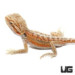 Baby Hypo Inferno Dunner Bearded Dragons for sale - Underground Reptiles