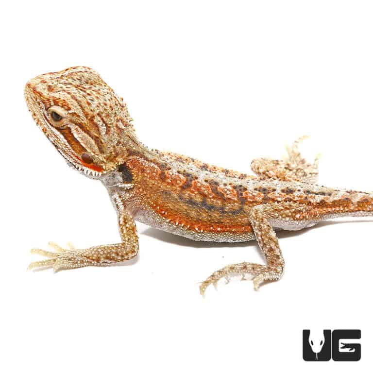 Baby Hypo Inferno Dunner Bearded Dragons (Pogona vitticeps) for sale ...