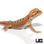 Baby Hypo Inferno Leatherback Dunner Bearded Dragons for sale - Underground Reptiles