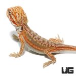 Baby Hypo Inferno Leatherback Dunner Bearded Dragons for sale - Underground Reptiles