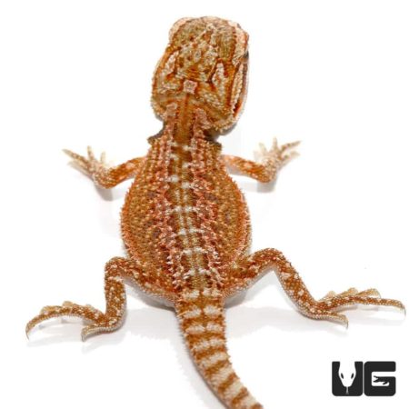 Baby Inferno Dunner Bearded Dragons for sale - Underground Reptiles