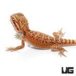 Baby Inferno Dunner Bearded Dragons for sale - Underground Reptiles