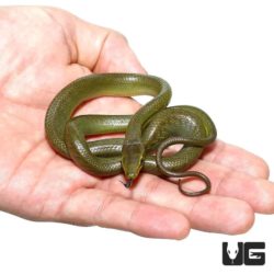 Baby Jansens Ratsnake For Sale - Underground Reptiles