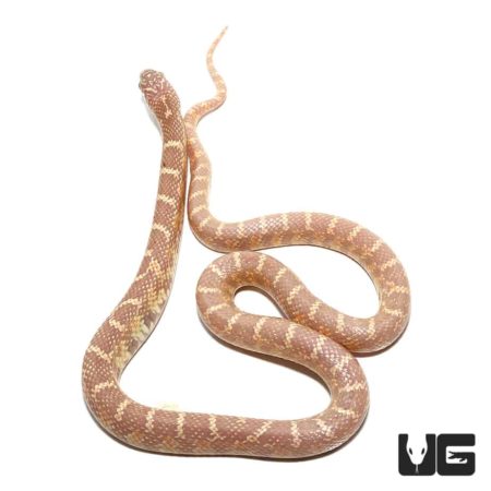 Lavender Kingsnake For Sale - Underground Reptiles