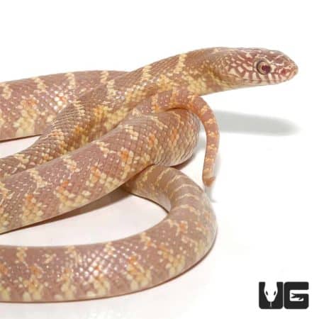 Lavender Kingsnake For Sale - Underground Reptiles