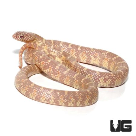 Lavender Kingsnake For Sale - Underground Reptiles