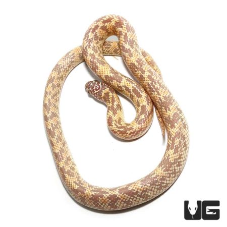 Lavender Mosaic Kingsnake For Sale - Underground Reptiles