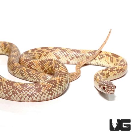 Lavender Mosaic Kingsnake For Sale - Underground Reptiles
