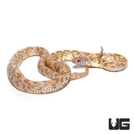Lavender Mosaic Kingsnake For Sale - Underground Reptiles