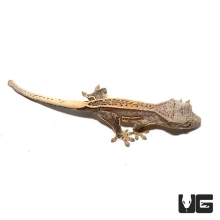 Crested gecko with distinctive markings on white background.