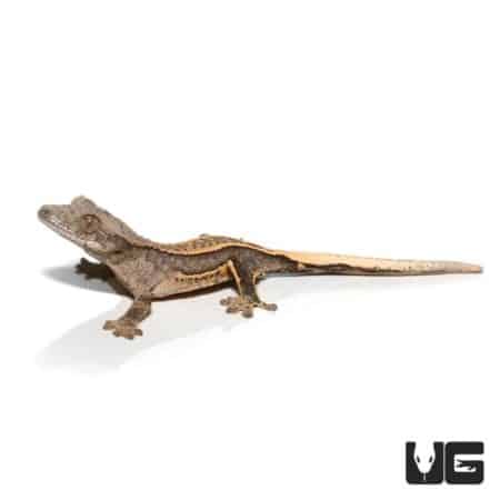 Crocodile lizard, a unique reptile species, on white background.