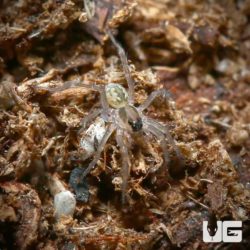 Baby Marion County Wolf Spiders for sale - Underground Reptiles