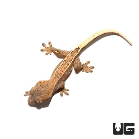 Gecko reptile with textured skin and distinctive tail.