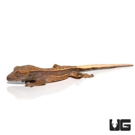 Lizard with long tail, brown textured skin, and small limbs on a white background.