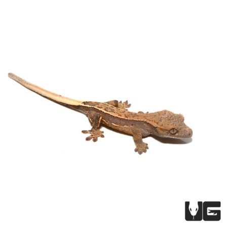 Lizard with a long tail on a white background, showcasing its textured skin and small limbs.