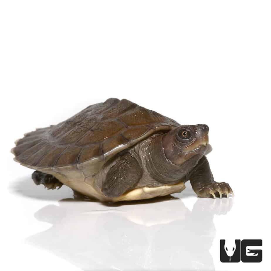 Baby Painted River Terrapin Turtles (Batagur borneoensis) For Sale ...