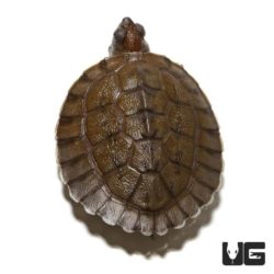 Baby Painted River Terrapin Turtle For Sale - Underground Reptiles