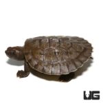 Baby Painted River Terrapin Turtle For Sale - Underground Reptiles