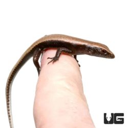 Baby Reef Skinks for sale - Underground Reptiles