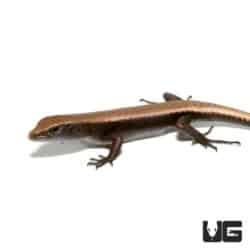 Baby Reef Skinks for sale - Underground Reptiles