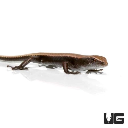 Baby Reef Skinks for sale - Underground Reptiles