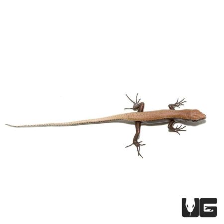 Baby Reef Skinks for sale - Underground Reptiles