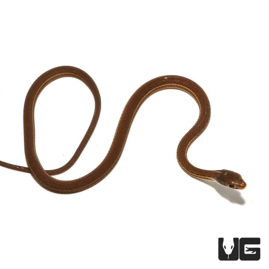 Baby Ribbon Snakes (Thamnophis sauritus) For Sale Underground Reptiles