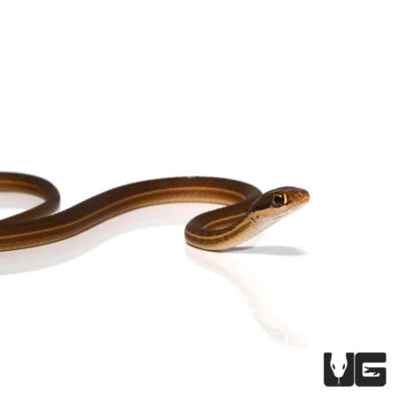 Baby Ribbon Snakes (Thamnophis sauritus) For Sale - Underground Reptiles